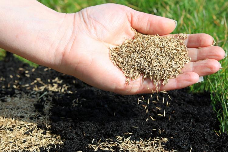 Dosiewanie nasion trawy samozagęszczającej