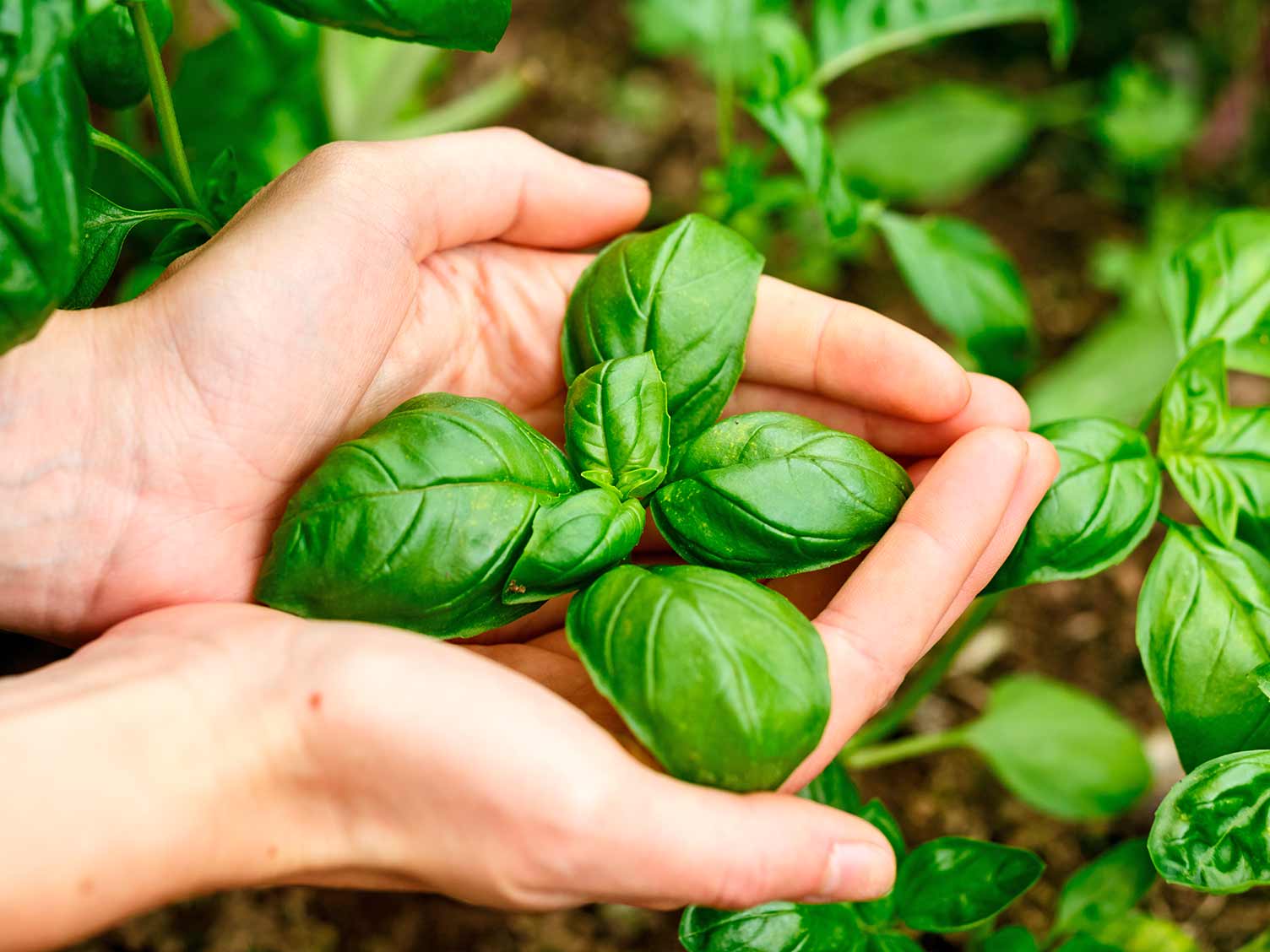 How to grow and care for basil | lovethegarden