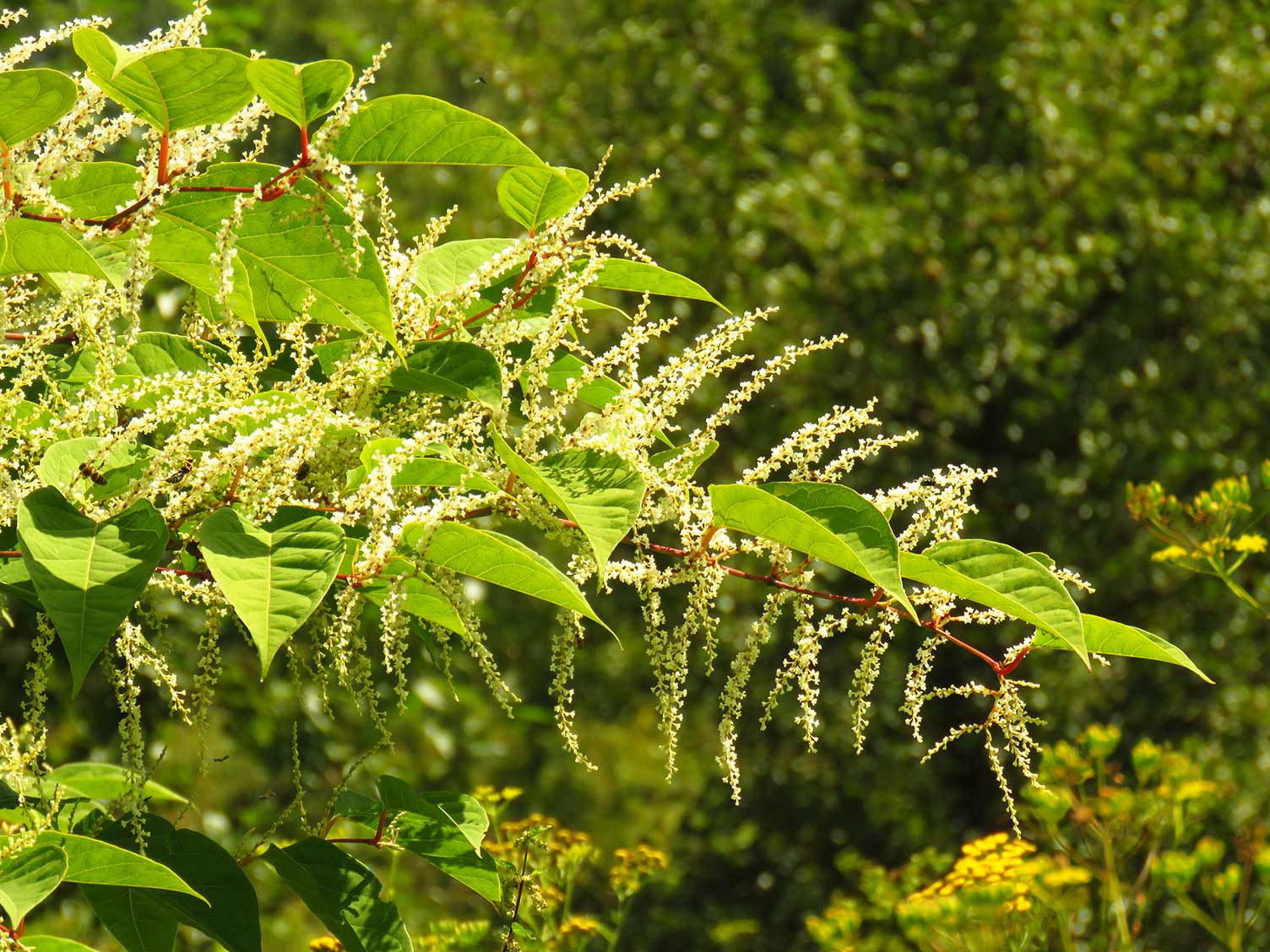 How to control Japanese knotweed | lovethegarden