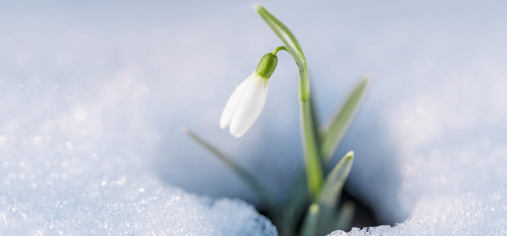 Winter Flowers - Snowdrops