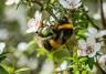 best australian native plants for bees and pollinators