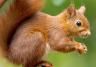 Red squirrels: everything you need to know