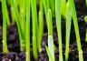 Best time to sow grass seed