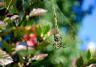Getting rid of garden bugs