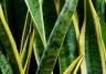 How to care for snake plants