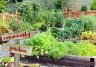 Cultivation Street | Nurturing the Community | Evergreen Garden Care