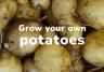 Grow your own potatoes