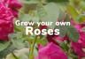 Grow your own Roses