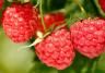 how to grow raspberries video
