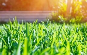 Summer lawn care - Gardening tips | Love the Garden