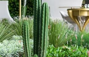 Top Plant & Garden Trends from Melb Flower Show