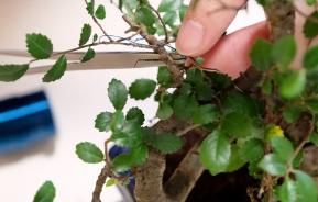 How to prune a bonsai tree like Mr Miyagi