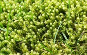 Control and prevent lawn moss