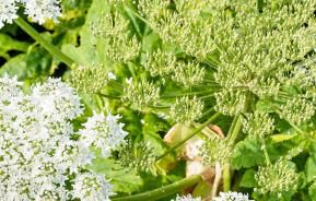 How to remove Giant Hogweed