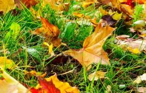 14 top tips for getting your garden ready for autumn