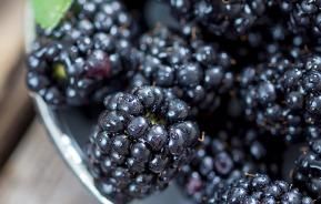 Blackberries (Rubus)