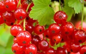 Currants - Black, Red, White (Ribes nigrum, Ribes rubrum)