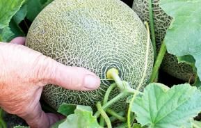 Melons (Cucumis Melo)