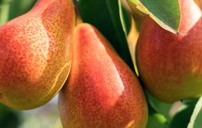 How to plant, grow and care for Pears (Pyrus communis)