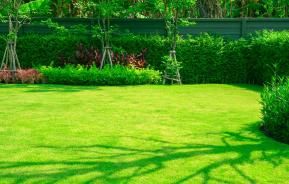Zielony ogród z gęstym trawnikiem