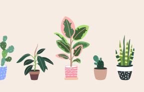 What's your plant personality? | Miracle-Gro