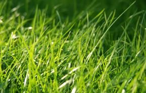 A quick guide to getting your lawn looking great | Love The Garden