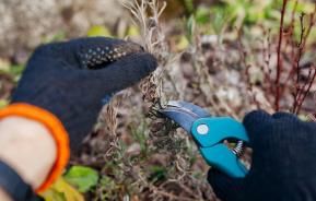 Winter pruning: a complete guide for a thriving garden