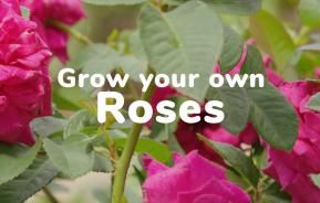Grow your own Roses