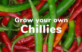 Grow your own chillies