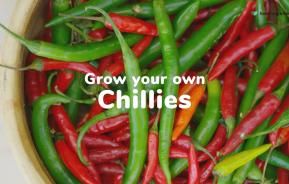 How to grow your own chillies | Love The Garden 