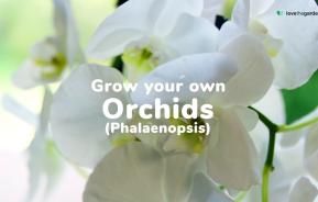 How to grow and care for orchids | Love The Garden