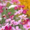 How to grow and care for Cosmos