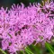 How to grow and care for Nerine bulbs