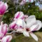 Poradnik sadzenia i przycinania magnolii