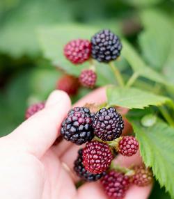 Harvesting Blackberries