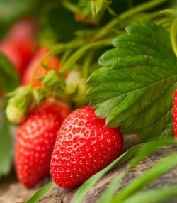 How to grow strawberries | Love the Garden