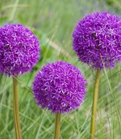 Caring for Alliums