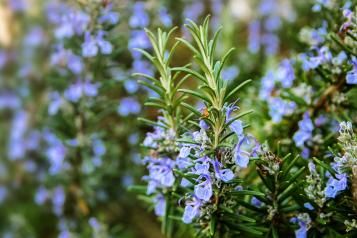 Close Up of Rosemary plant with purple flowers 