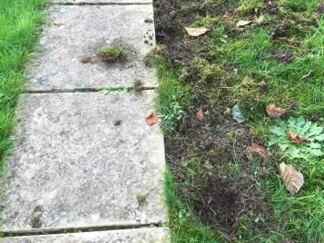 Lawn damaged by a badger