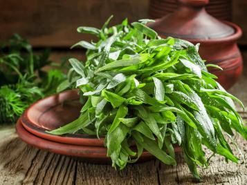 Freshly harvested tarragon