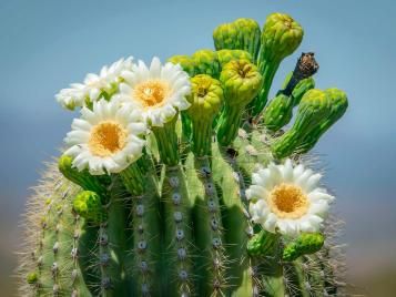 Saguaro cactus flowers closeup