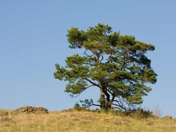 Scots pine tree