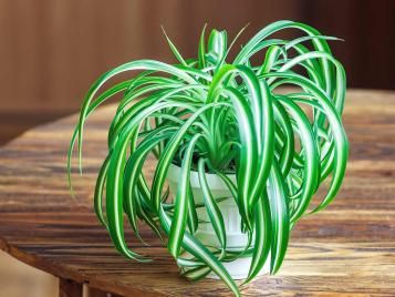 Spider plant growing indoors
