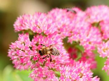 Bees love Sedum flowers