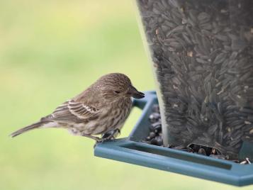 Bird eating sunflower seeds