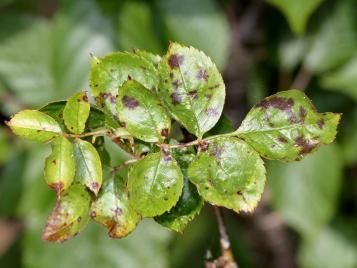 Black spot disease on rose bush leaves