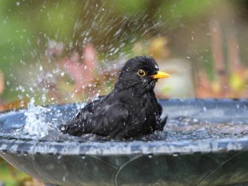 Blackbird enjoying a bird bath