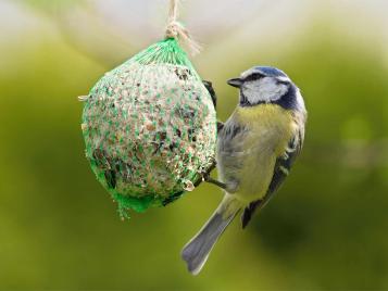 Bird feeding on a fat ball