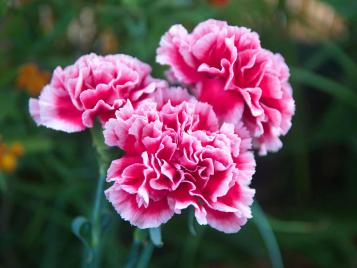 Dianthus comes in many varieties