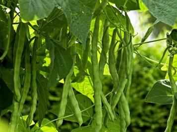 French beans ready to harvest